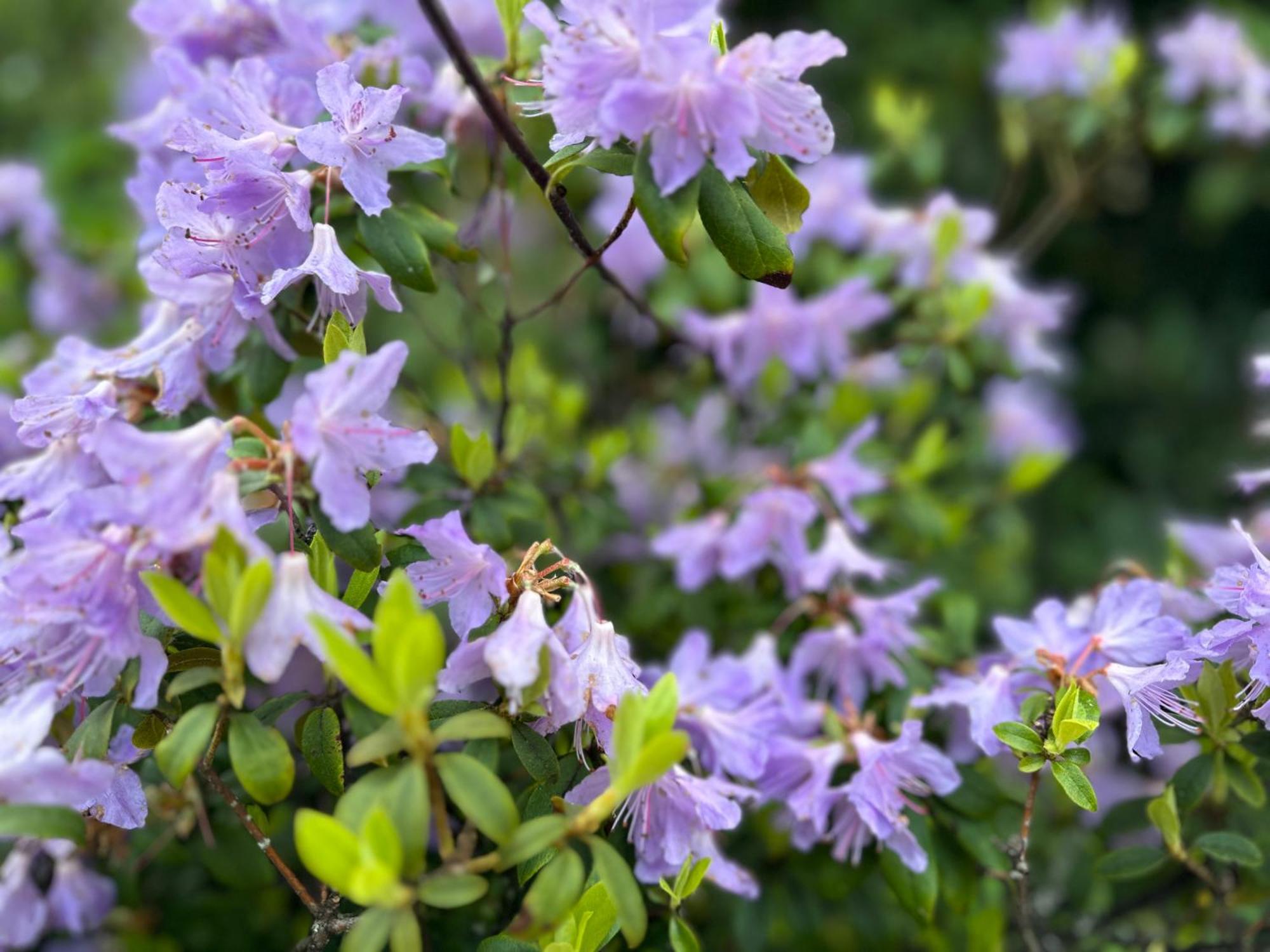 Bed and Breakfast Awakening Alchemy Retreat Centre Inverurie Exteriér fotografie